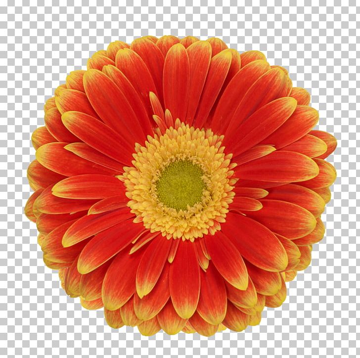 Transvaal Daisy Chrysanthemum Cut Flowers PNG, Clipart, Annual Plant, Chrysanthemum, Chrysanths, Cut Flowers, Daisy Free PNG Download