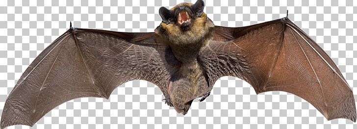 Wing Bat PNG, Clipart, Animal, Animal Wing, Animal World, Bat, Bat Clipart Free PNG Download
