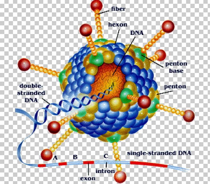 Adenoviridae Virus Viral Pharyngoconjunctival Fever Infection PNG, Clipart, Adenoassociated Virus, Adenoviridae, Area, Balloon, Capsid Free PNG Download