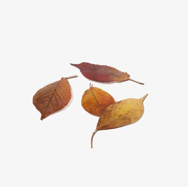 Autumn Leaves PNG, Clipart, Autumn, Autumn Clipart, Autumn Leaves, Backgrounds, Beauty In Nature Free PNG Download