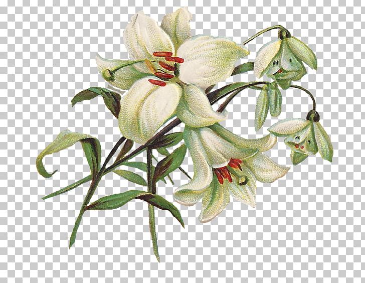 Easter Lily PNG, Clipart, Clip Art, Color, Cut Flowers, Display Resolution, Easter Lily Free PNG Download
