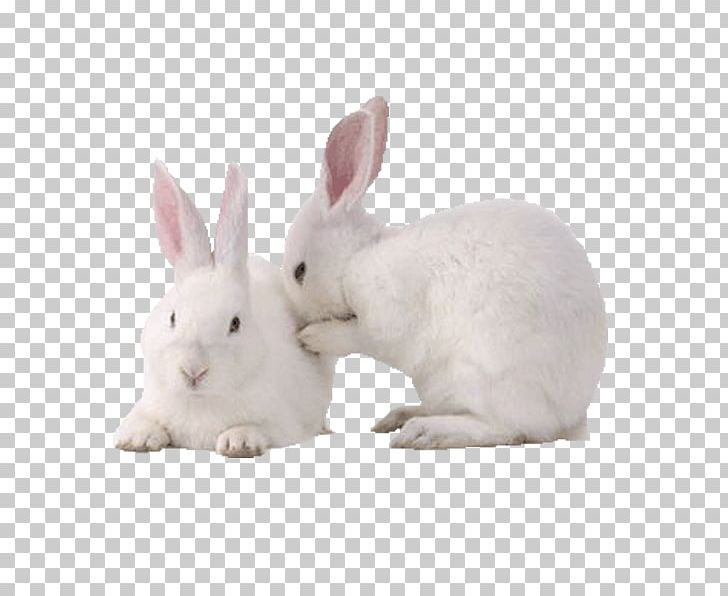 New Zealand White Rabbit Domestic Rabbit European Rabbit PNG, Clipart, Animals, Desktop Wallpaper, Domestic Rabbit, European Rabbit, Hare Free PNG Download