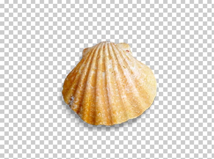 Cockle Seashell Conch PNG, Clipart, Animals, Clam, Clams Oysters Mussels And Scallops, Conch, Conchology Free PNG Download