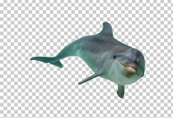 Stenella South Asian River Dolphin PNG, Clipart, 3d Computer Graphics, Animals, Bottlenose Dolphin, Captivity, Cetacea Free PNG Download