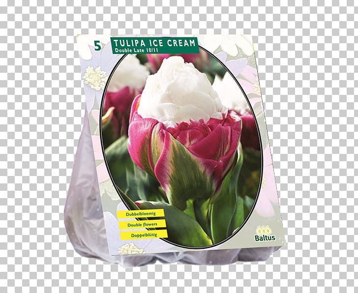 Tulip Ice Cream Bulb Cut Flowers Petal PNG, Clipart, Bulb, Cut Flowers, Double, Eightball, Flower Free PNG Download