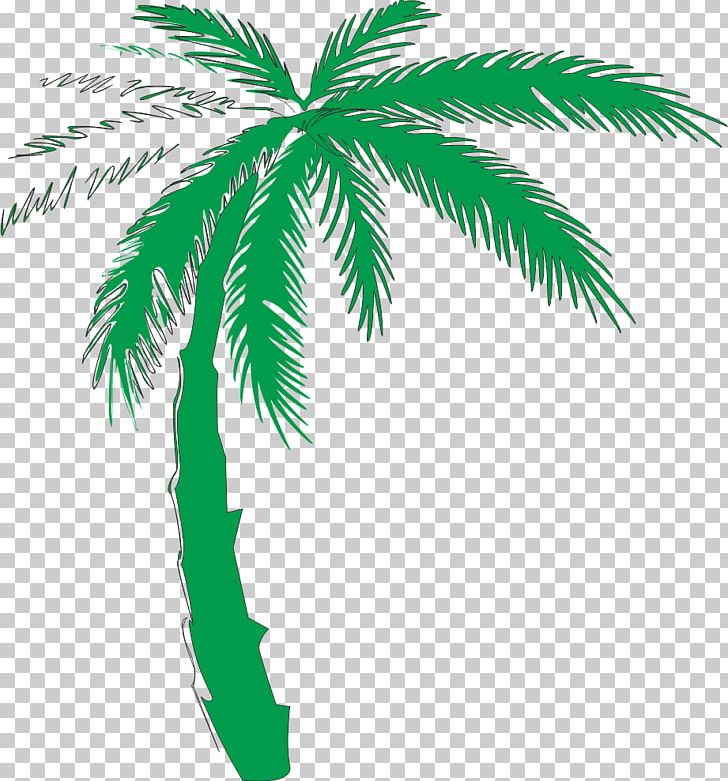 Arecaceae Coconut PNG, Clipart, Arecales, Beef, Branch, Christmas Tree, Coconut Free PNG Download