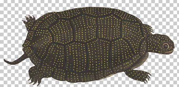 Common Snapping Turtle Box Turtles Tortoise Blanding's Turtle PNG, Clipart,  Free PNG Download