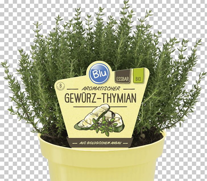 Herb Garden Thyme Basil Marjoram Rosemary PNG, Clipart, Basil, Chives, Flowerpot, Garden Thyme, Grass Free PNG Download