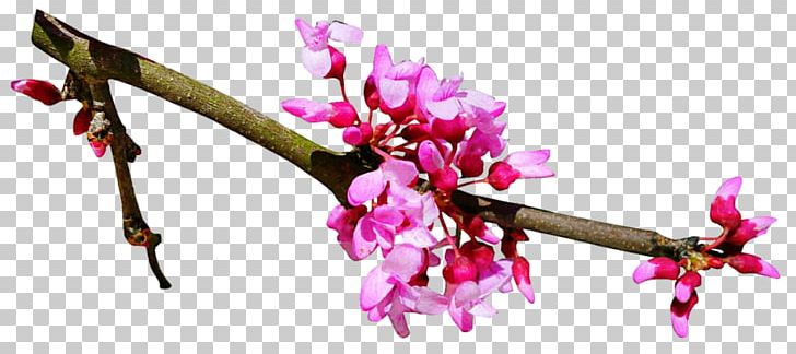 Cherry Blossom Flower Spring PNG, Clipart, Blossom, Branch, Bud, Cherry, Cherry Blossom Free PNG Download