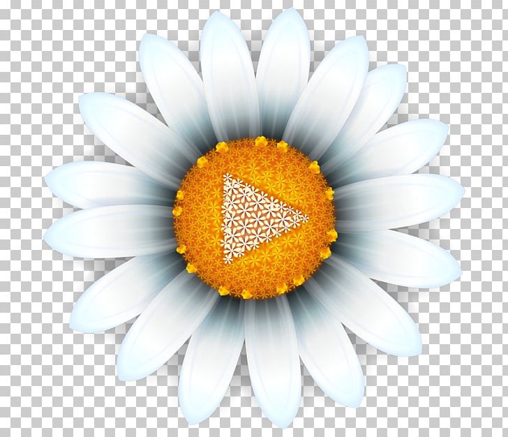Common Daisy Oxeye Daisy Transvaal Daisy Common Sunflower Close-up PNG, Clipart, Closeup, Common Daisy, Common Sunflower, Daisy, Daisy Family Free PNG Download