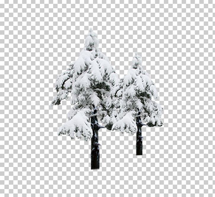 Pine Snow Winter PNG, Clipart, Black And White, Christmas, Christmas Tree, Nature, Pinaceae Free PNG Download