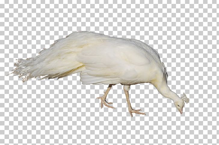 Albinism In Biology Bird Pavo PNG, Clipart, Albinism, Albinism In Biology, Angelfish, Animal, Animals Free PNG Download