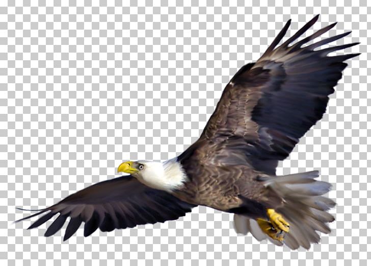 Bird .pptx PNG, Clipart, Accipitriformes, Animals, Bald Eagle, Beak, Bird Free PNG Download