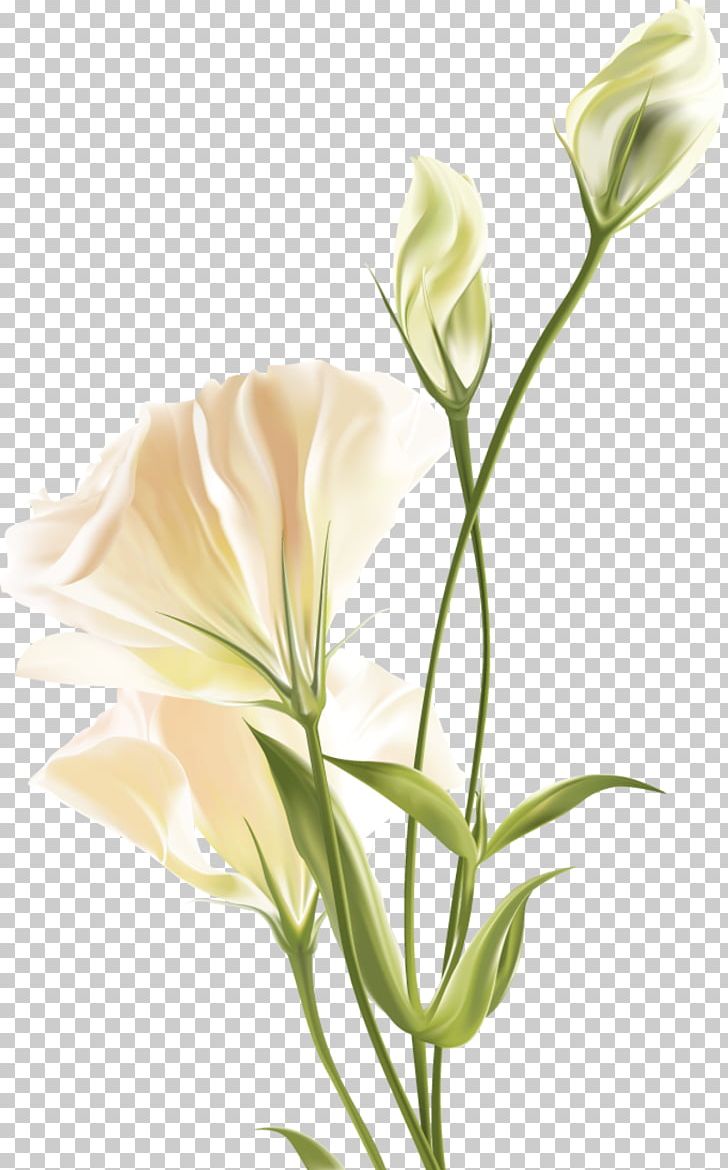 Flower Floral Design PNG, Clipart, Blossom, Bud, Cut Flowers, Fleur ...