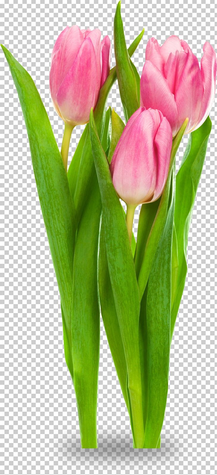 Indira Gandhi Memorial Tulip Garden Tulipa Gesneriana Flower PNG, Clipart, Bud, Cut Flowers, Desktop Wallpaper, Floral Design, Floristry Free PNG Download