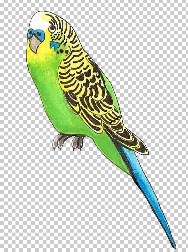 Budgerigar Lovebird Parakeet Parrot PNG, Clipart, Animals, Beak, Bird, Budgerigar, Budgie Free PNG Download