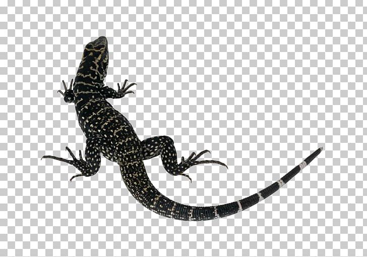 Lizard Reptile Common Iguanas Komodo Dragon PNG, Clipart, Animals, Bearded Dragons, Clip Art, Common, Common Iguanas Free PNG Download