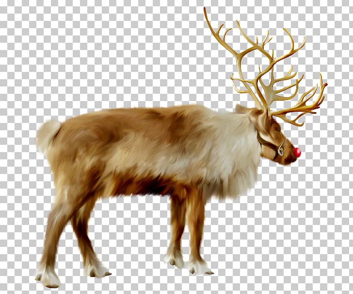 Reindeer Santa Claus Christmas Ded Moroz PNG, Clipart, Antler, Arrenslee, Cartoon, Christmas, Data Free PNG Download