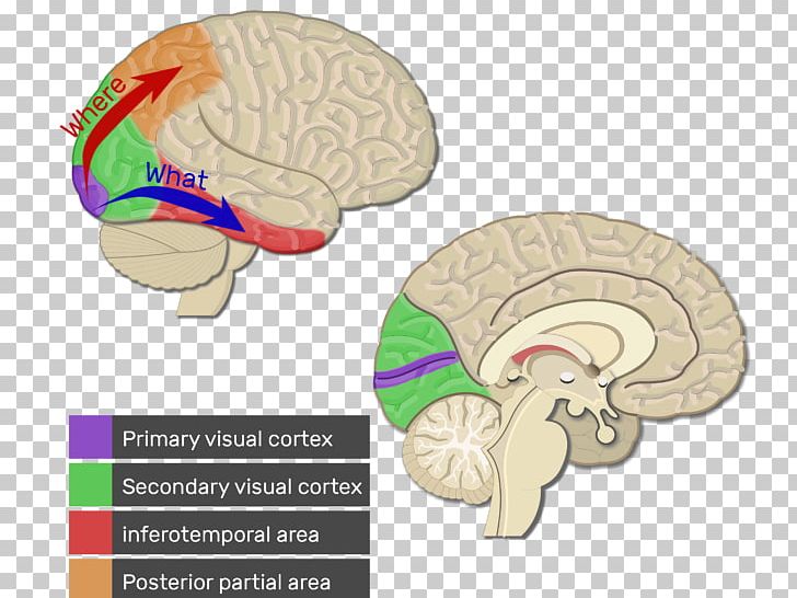 Visual Cortex Cerebral Cortex Brain Auditory Cortex PNG, Clipart, Auditory Cortex, Brain, Brodmann Area, Cerebral Cortex, Corpus Callosum Free PNG Download