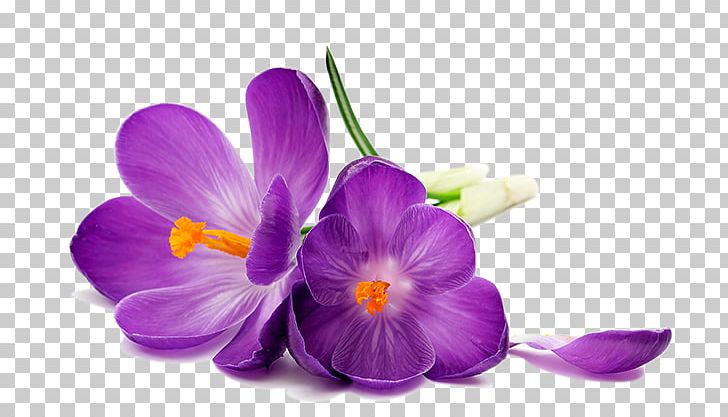 Desktop Stock Photography Flower White Crocus Petal PNG, Clipart, Blue, Crocus, Crocus Vernus, Desktop Wallpaper, Flower Free PNG Download