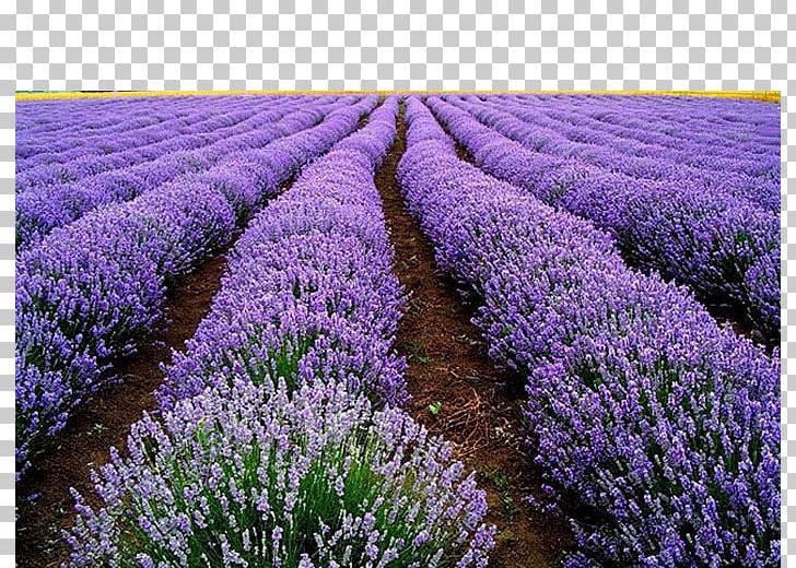 English Lavender Seed Flower Herb Plant PNG, Clipart, Annual Plant, Botany, Fields, Flowers, Flowers And Plants Free PNG Download