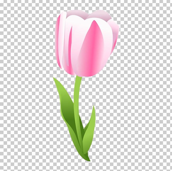 Tulip Flower PNG, Clipart, Computer Wallpaper, Download, English, Flower, Flowering Plant Free PNG Download