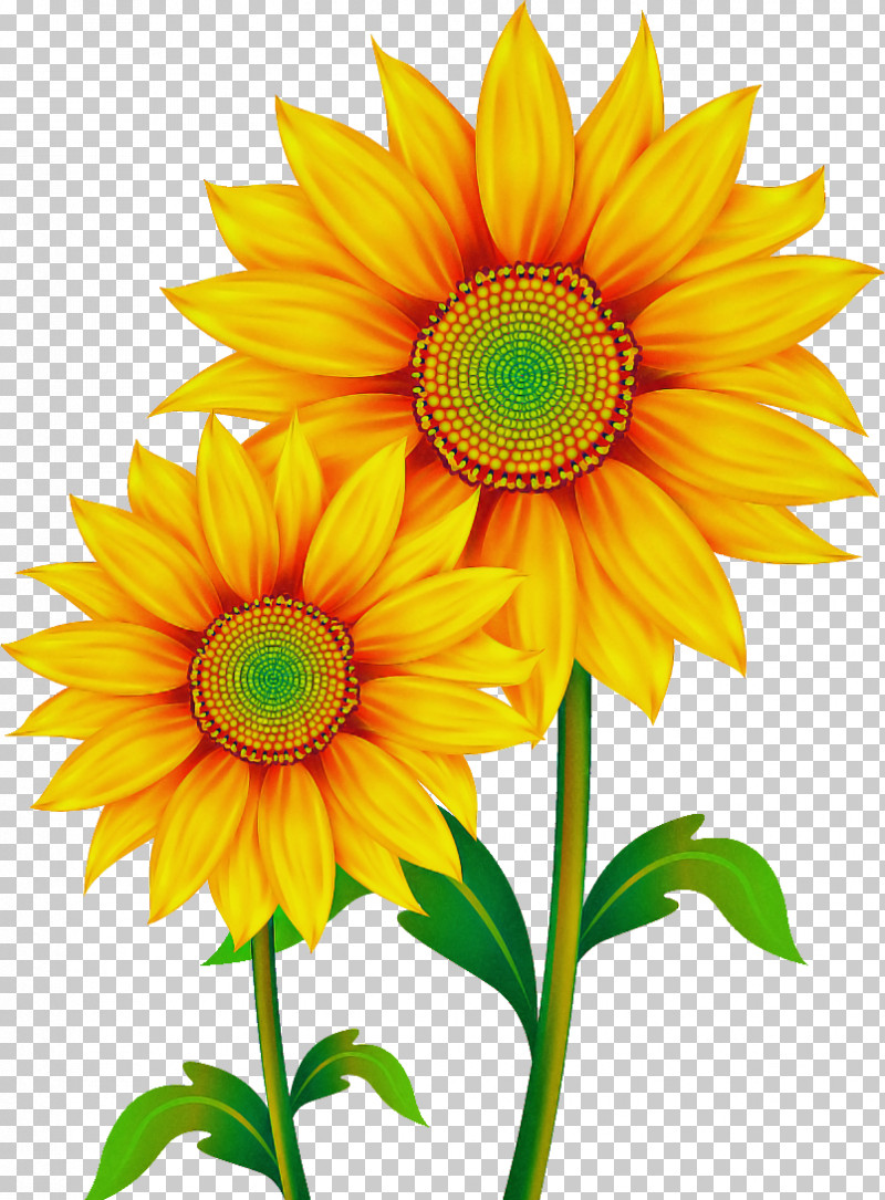 Sunflower PNG, Clipart, Cut Flowers, Daisy Family, Flower, Petal, Plant Free PNG Download