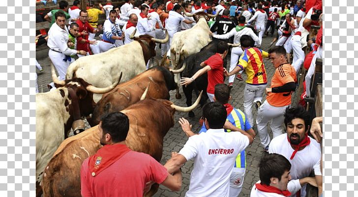 San Fermín Pamplona Taurine Cattle Ox Pack Animal PNG, Clipart, 14 July, Bull, Cattle, Cattle Like Mammal, Corriere Della Sera Free PNG Download