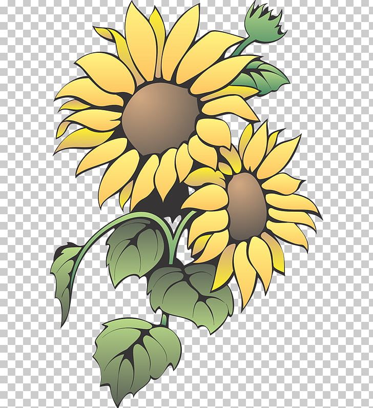 Common Sunflower Color PNG, Clipart, Artwork, Bunga, Chrysanths, Computer Icons, Coreldraw Free PNG Download
