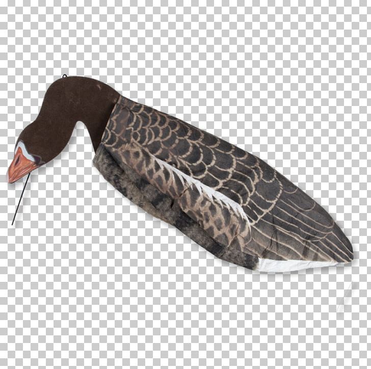 Duck Greylag Goose Mallard Hunting PNG, Clipart, Animals, Beak, Bird, Canada Goose, Decoy Free PNG Download