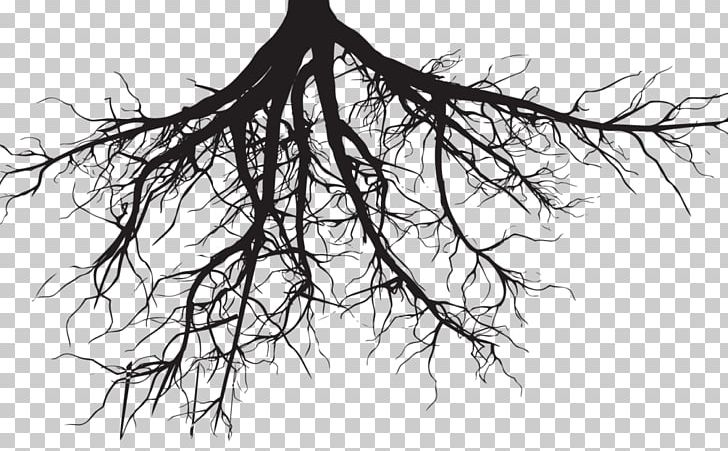 Root Tree Drawing PNG, Clipart, Artwork, Asaf, Beard, Black And White, Branch Free PNG Download