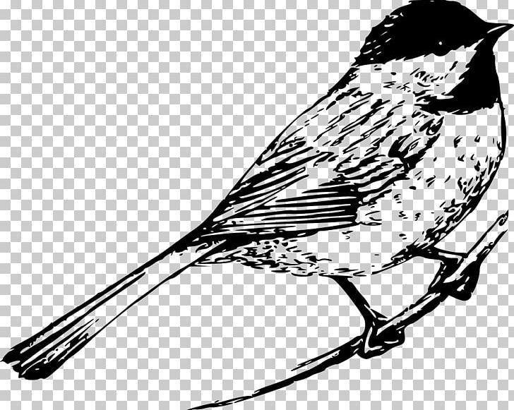 Bird Sparrow Black-capped Chickadee PNG, Clipart, Animal, Animals, Bird Flight, Branch, Fauna Free PNG Download