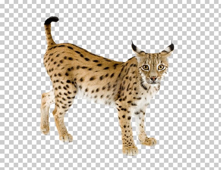 Eurasian Lynx Bobcat Canada Lynx Felidae PNG, Clipart, Animals, Big Cats, California Spangled, Canada Lynx, Carnivora Free PNG Download