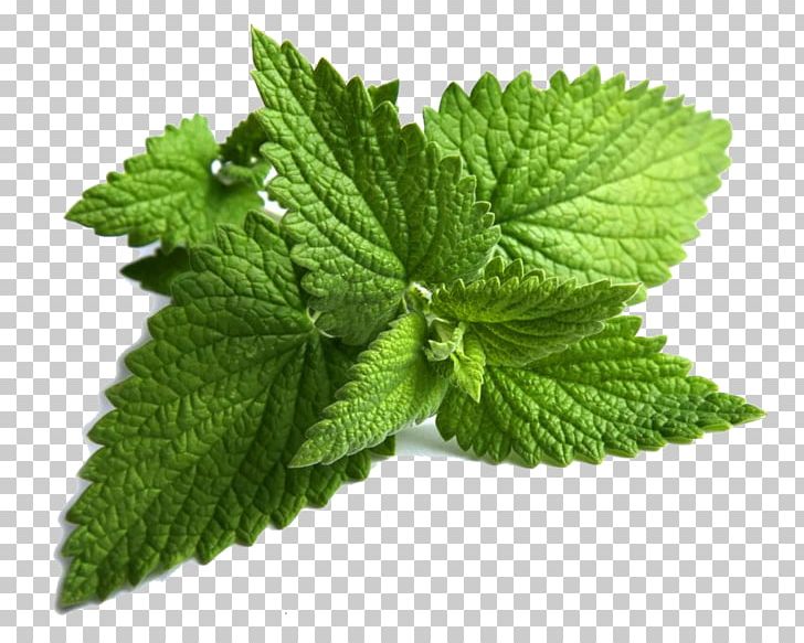 Mentha Spicata Peppermint Maghrebi Mint Tea Mentha Longifolia PNG, Clipart, Clipart, Cooking, Extract, Flavor, Food Free PNG Download