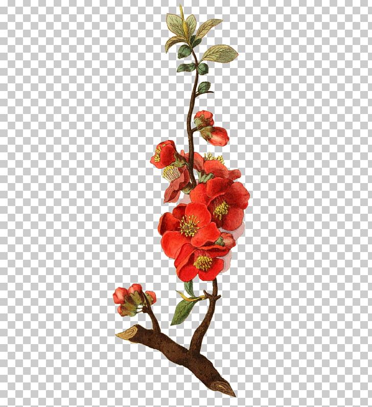Botanical Illustration Botany Rose PNG, Clipart, Artificial Flower, Botany, Branch, Cut Flowers, Drawing Free PNG Download