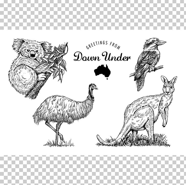 Fauna Of Australia Chicken Koala Postage Stamps PNG, Clipart, Australia, Australian Dollar, Beak, Bird, Black And White Free PNG Download