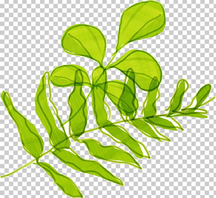 Flower PNG, Clipart, Beach Rose, Branch, Branches And Leaves, Chrysanthemum, Computer Icons Free PNG Download