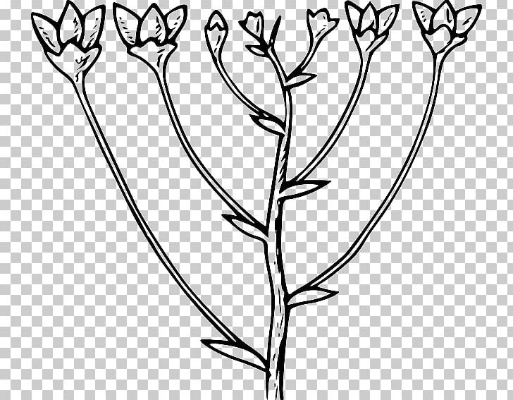 Botany Leaf Branch PNG, Clipart, Black And White, Botany, Branch, Computer Icons, Download Free PNG Download