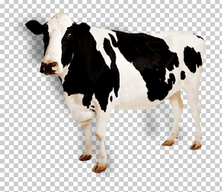 Holstein Friesian Cattle Jersey Cattle Simmental Cattle Dairy Cattle PNG, Clipart, Background, Calf, Cartoon Cow, Cattle, Cattle Like Mammal Free PNG Download