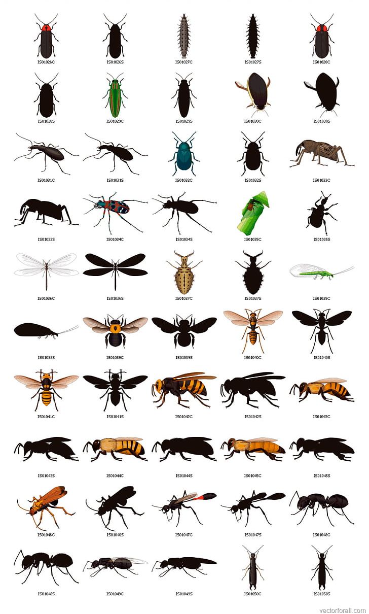 Insect Bee PNG, Clipart, Animals, Art, Arthropod, Bee, Blog Free PNG Download