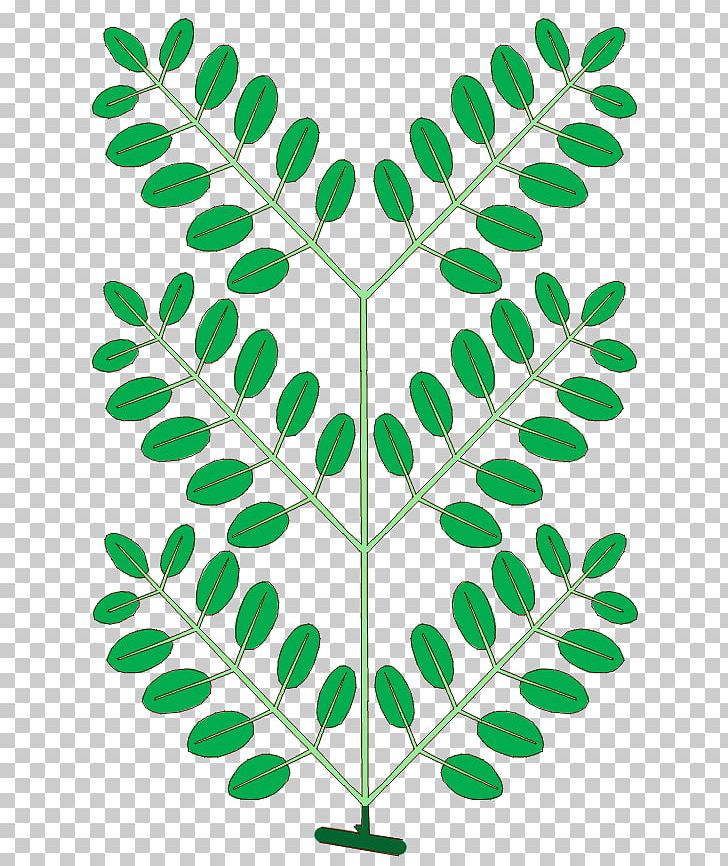 Leaf Branch Phyllotaxis NEET Plant Stem PNG, Clipart, Biology, Bladnerv, Branch, Com, Compound Free PNG Download