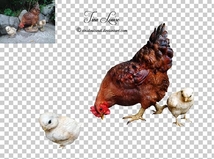 Rooster Fauna Beak Chicken As Food PNG, Clipart, Beak, Bird, Chicken, Chicken As Food, Domestic Guineafowl Free PNG Download