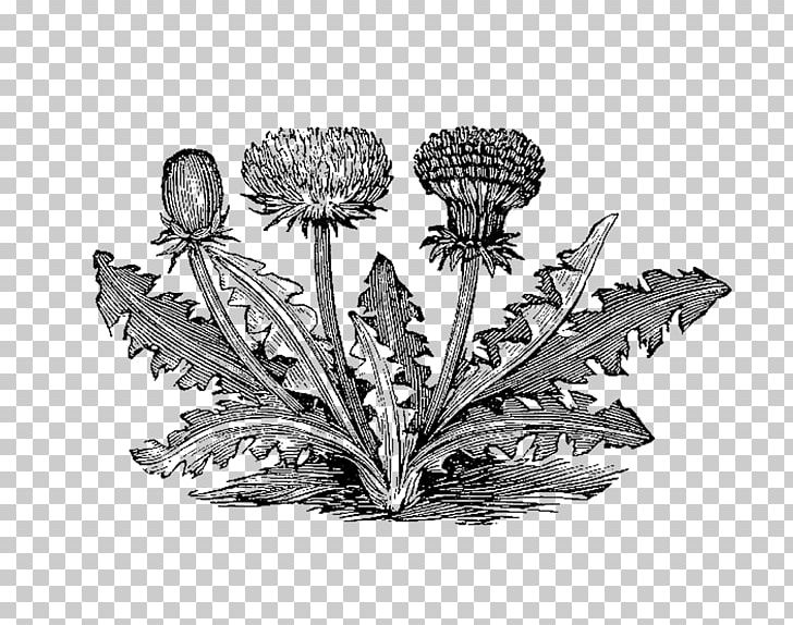 Botanical Illustration Botany Drawing Flower PNG, Clipart, Art, Black And White, Botanical Illustration, Botany, Dandelion Free PNG Download