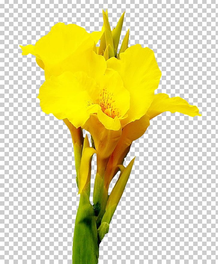 Canna Cut Flowers PNG, Clipart, Amaryllis Family, Beautiful, Beautiful Flowers, Big, Big Flower Free PNG Download