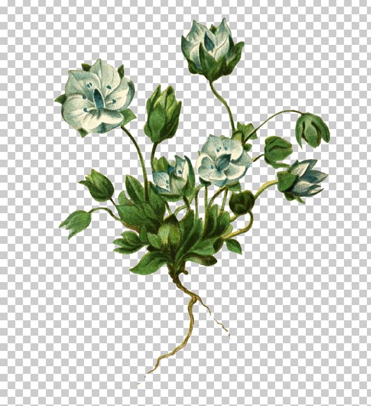 Lomatogonium Sikkimense Rosaceae Lomatogonium Brachyantherum Lomatogonium Carinthiacum PNG, Clipart, Arama, Branch, Cari, Cut Flowers, Fleur Free PNG Download