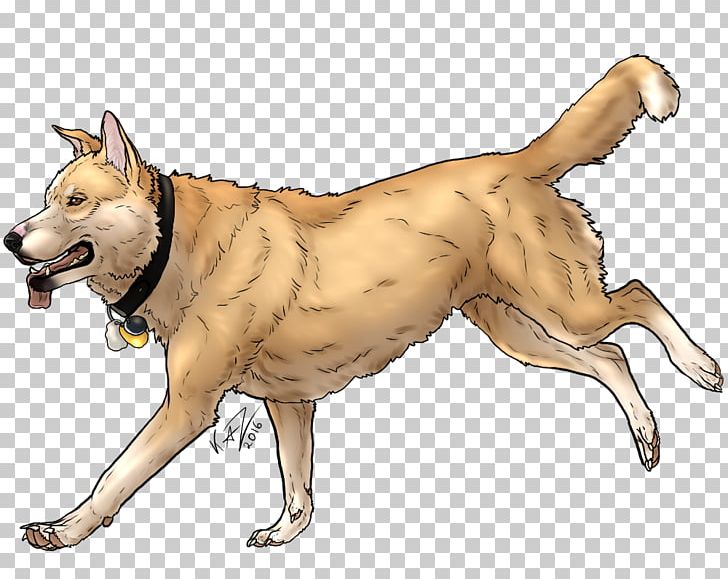 Saarloos Wolfdog Dingo Animal Dog Breed PNG, Clipart, Animal, Breed, Canidae, Carnivora, Carnivoran Free PNG Download