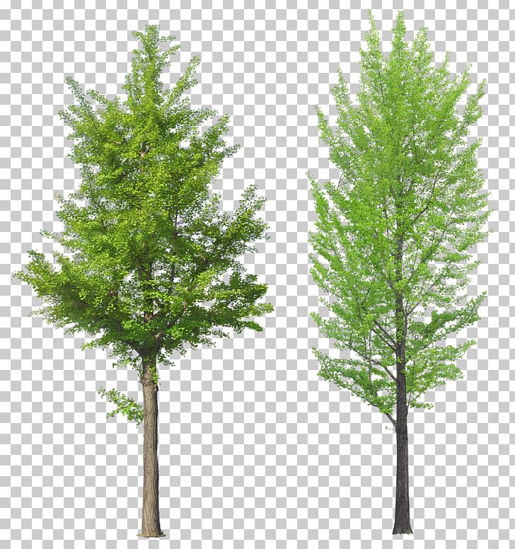 Tree PNG, Clipart, Biome, Branch, Conifer, Cypress Family, Download Free PNG Download