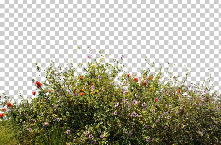Wildflower Desktop PNG, Clipart, Blossom, Bush, Desktop Wallpaper, Deviantart, Editing Free PNG Download