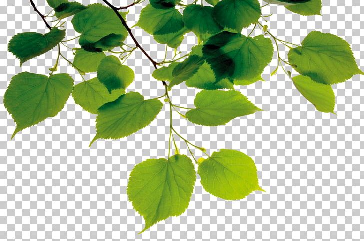 American Linden Leaf Stock Photography Branch PNG, Clipart, Alamy, American Linden, Autumn Leaves, Backlight, Banana Leaves Free PNG Download