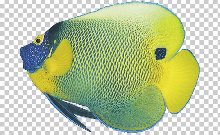 Koi Goldfish Tropical Fish PNG, Clipart, Animals, Aquarium, Color, Coral Reef Fish, Download Free PNG Download